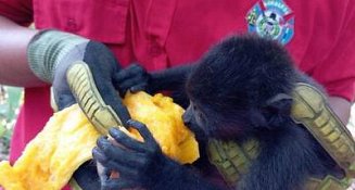 AMLO ordena a la Semarnat atender los casos de muerte de monos saraguatos