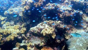 Arrecifes  de coral
