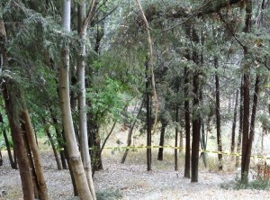 Se suspende tala de árboles en Parque de La Loma