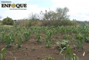 Cultivos afectados Foto: Omar Sánchez Chávez