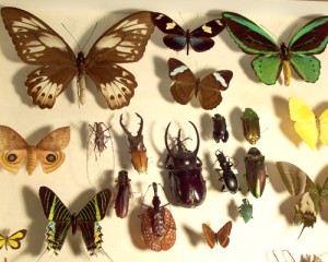 Entomologia Insectos