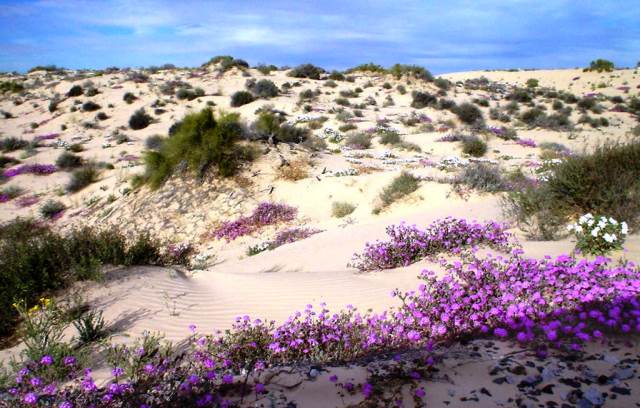 En Sonora restauran flora y fauna original de desierto de Altar | Periódico  Enfoque | Poder Informativo en el mejor ángulo