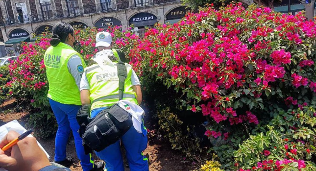 Localizan a un hombre sin vida en jardinera del Zócalo capitalino 