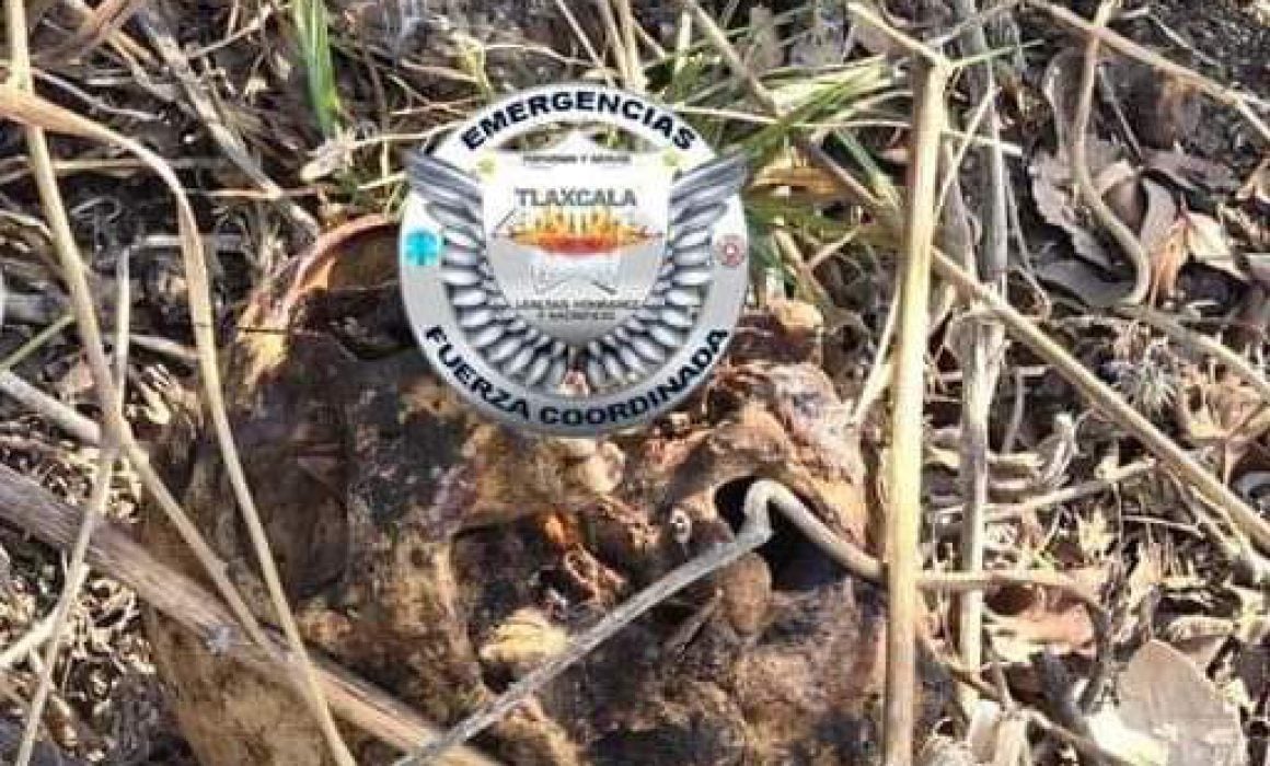 Hallan supuesto cráneo humano en terrenos de labor de Atlahapa