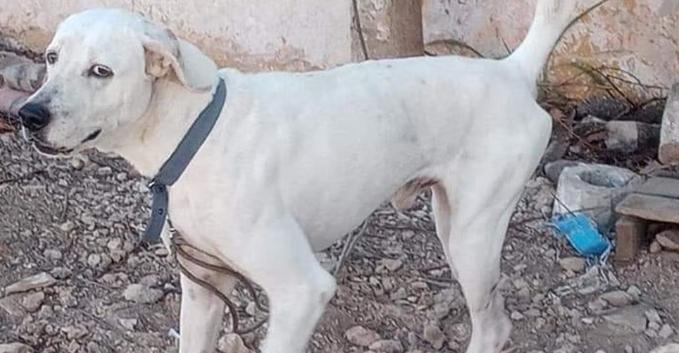 Condena a primera persona por crueldad animal en Yucatán 