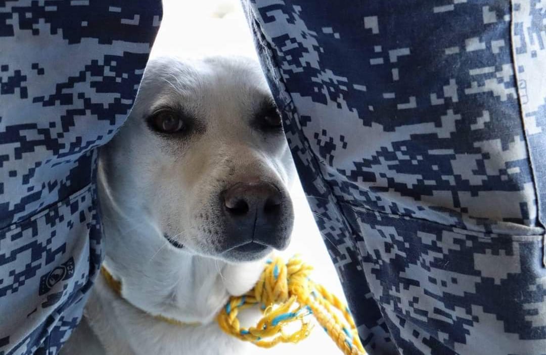 ¿Cumplirán ayuntamientos con Bienestar Animal? Publican exhorto en Periódico Oficial