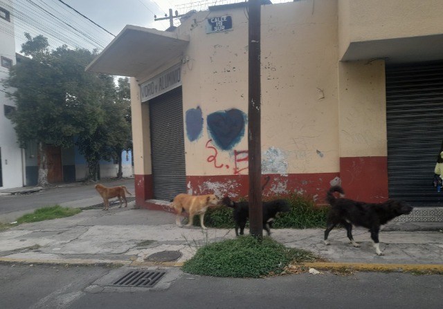 Fiscalía investiga envenenamiento de mascotas en la ciudad de Puebla 