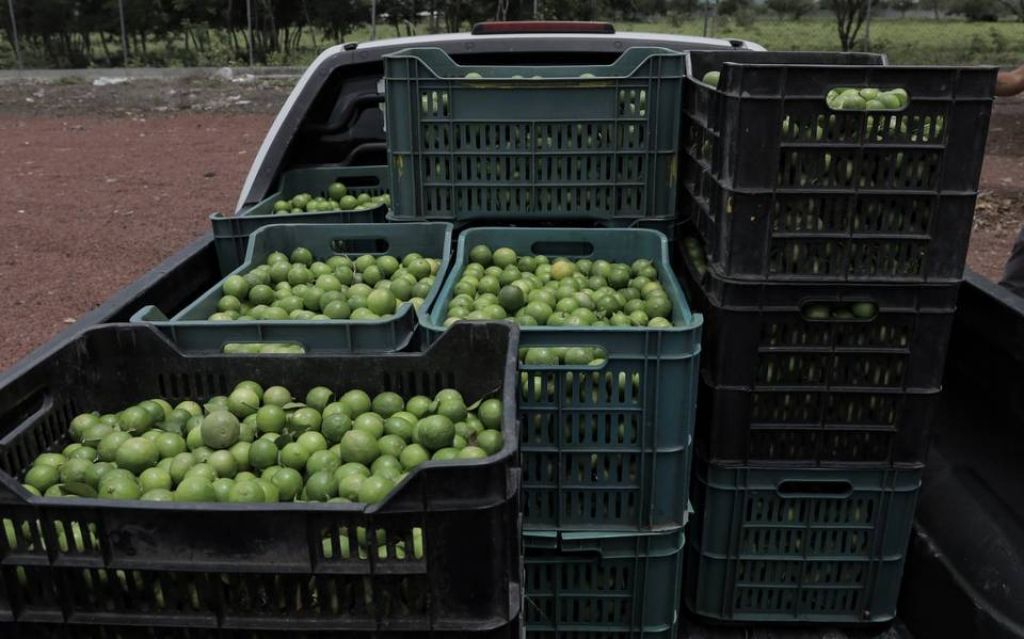 AMLO anuncia medidas para proteger a productores de limón en Michoacán