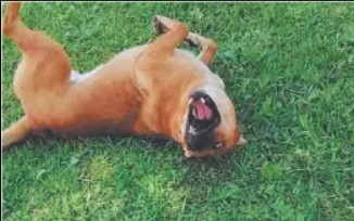 Laika, perra rescatada, gana protección legal contra devolución a su dueño