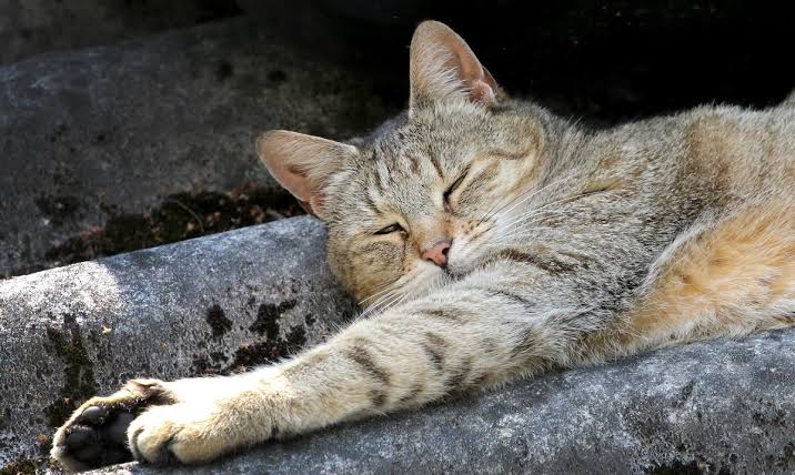 Registra Tlaxcala 62% de avance en reglamentos municipales de protección animal