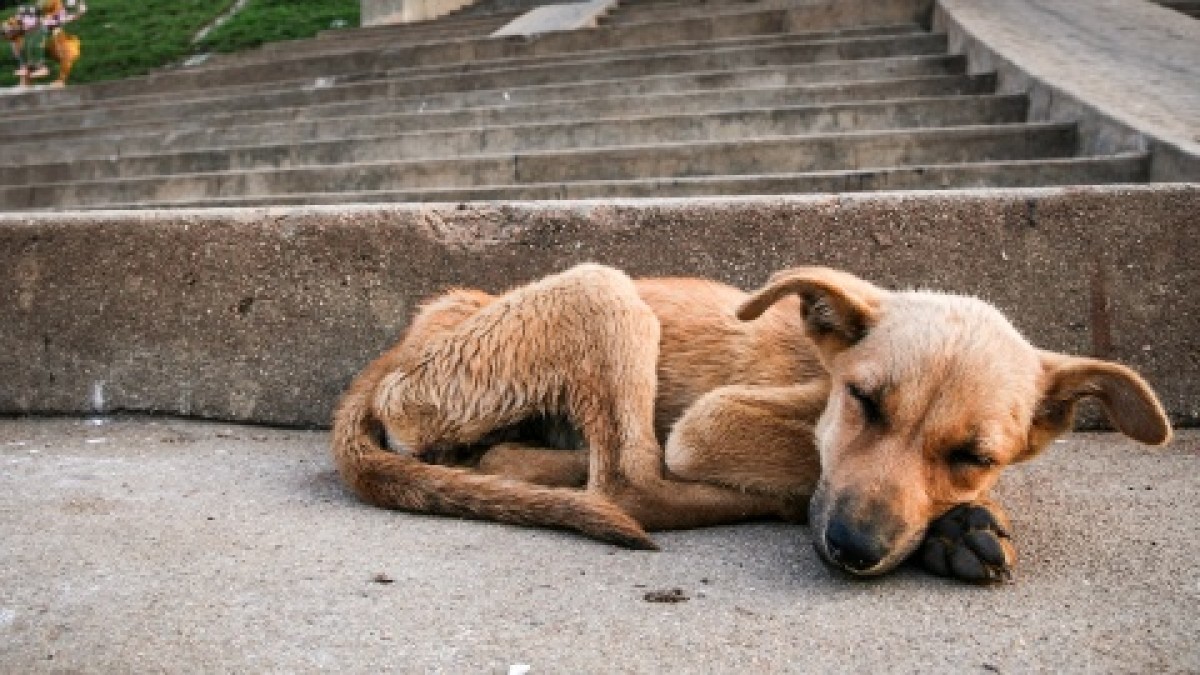 Aumentan denuncias por maltrato animal en Puebla