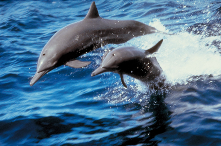 Detectan rastros de fentanilo en delfines del Golfo de México