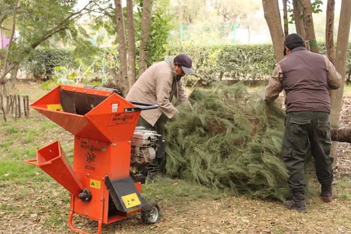 Tlaxcala impulsa árboles de Navidad y reciclaje para proteger bosques