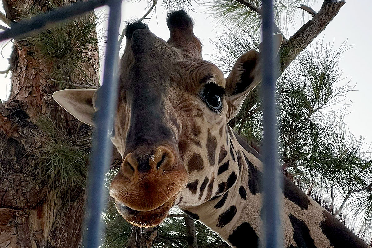 Gobierno de Puebla ofrece cubrir gastos de traslado para recibir a jirafa benito en Africam Safari