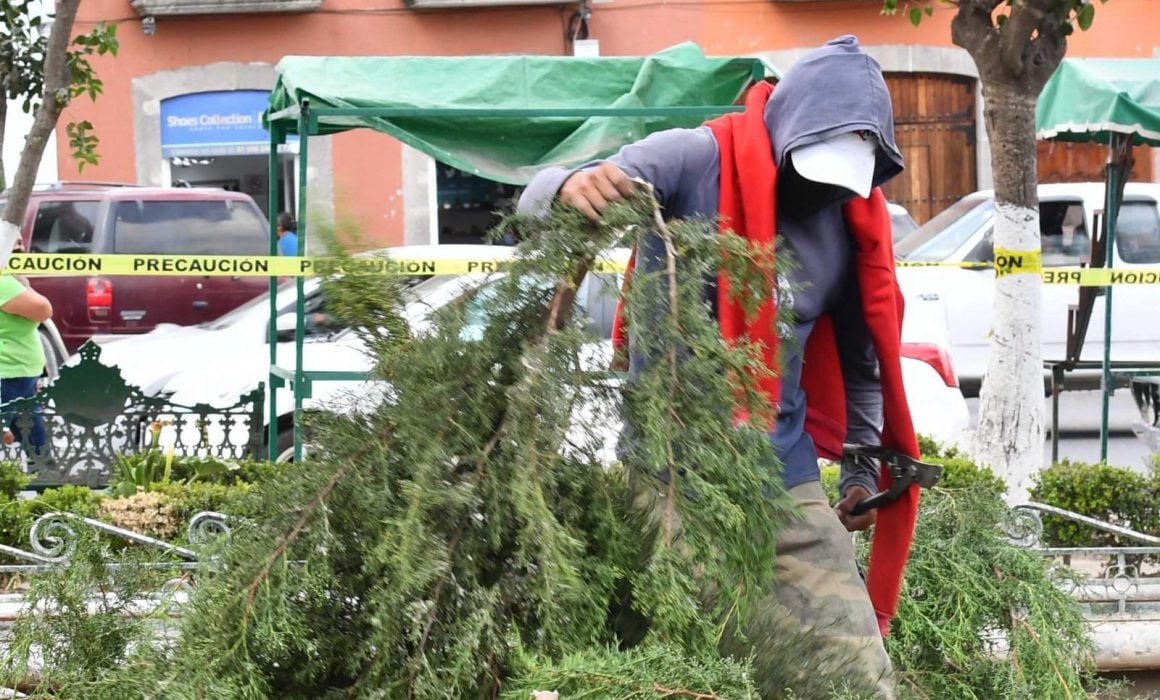 Invita gobierno de Huamantla a reciclar tu árbol natural de navidad