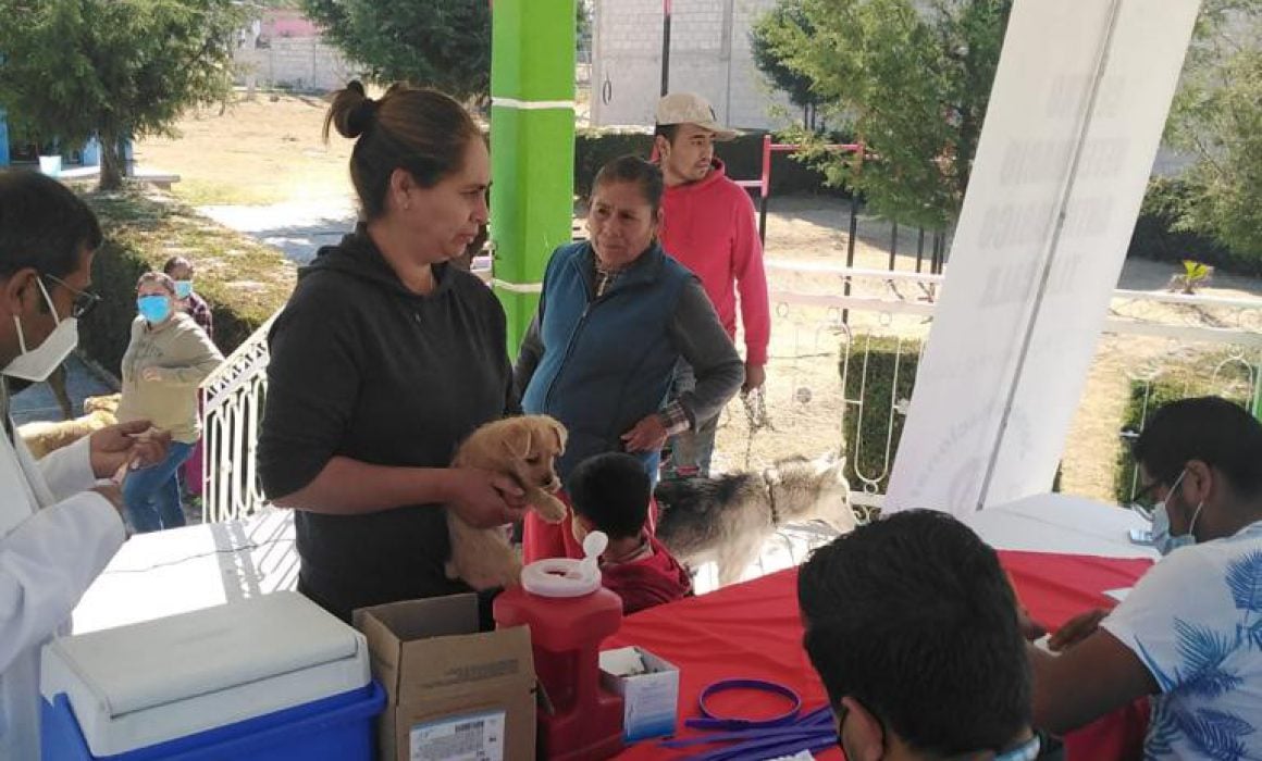 Realizará sector salud campaña de vacunación antirrábica canina y felina