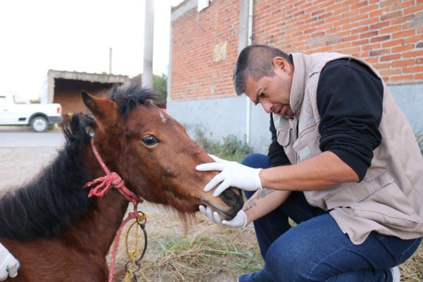 Hay dos denuncias por maltrato contra yegua Mila