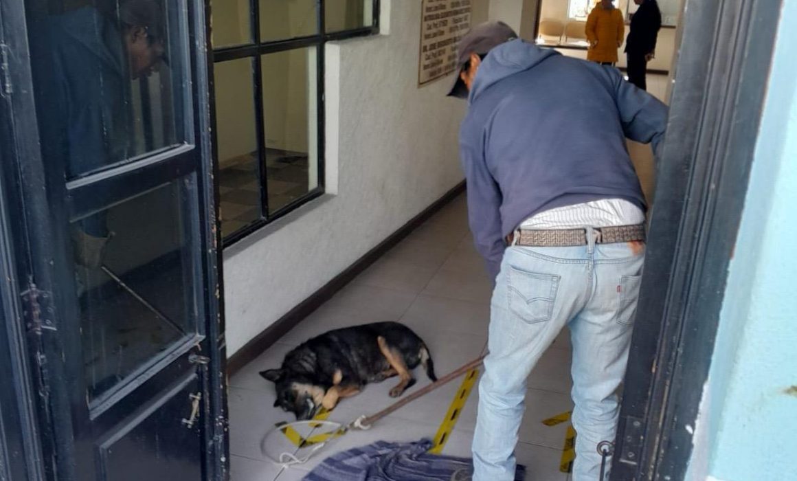 Unidad canina de Huamantla brinda apoyo en traslado de animal enfermo