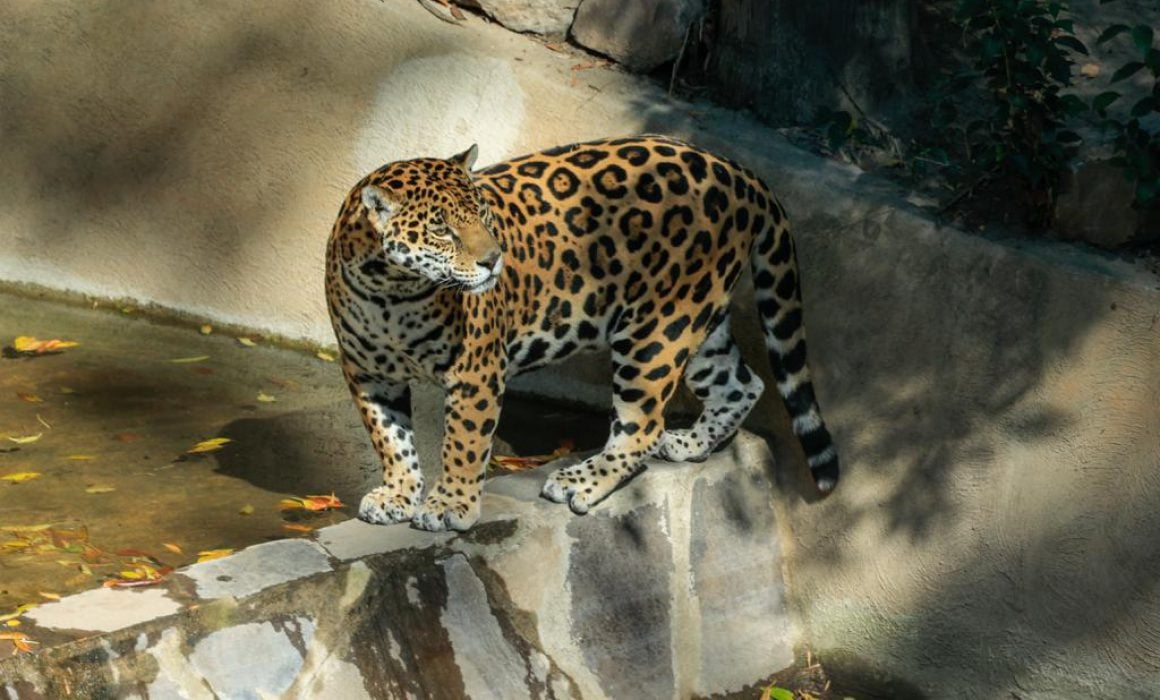 Disfrutan cientos de visitantes de los atractivos del zoológico del Altiplano