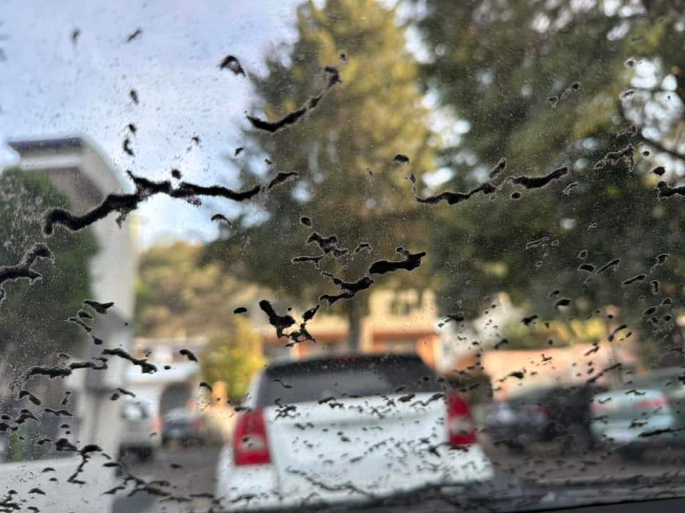 Se intensifica caída de ceniza en Tlaxcala, afecta a municipios de centro a sur
