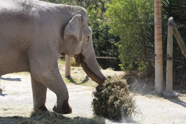 Africam Safari regalará accesos 2x1 a cambios de árboles navideños