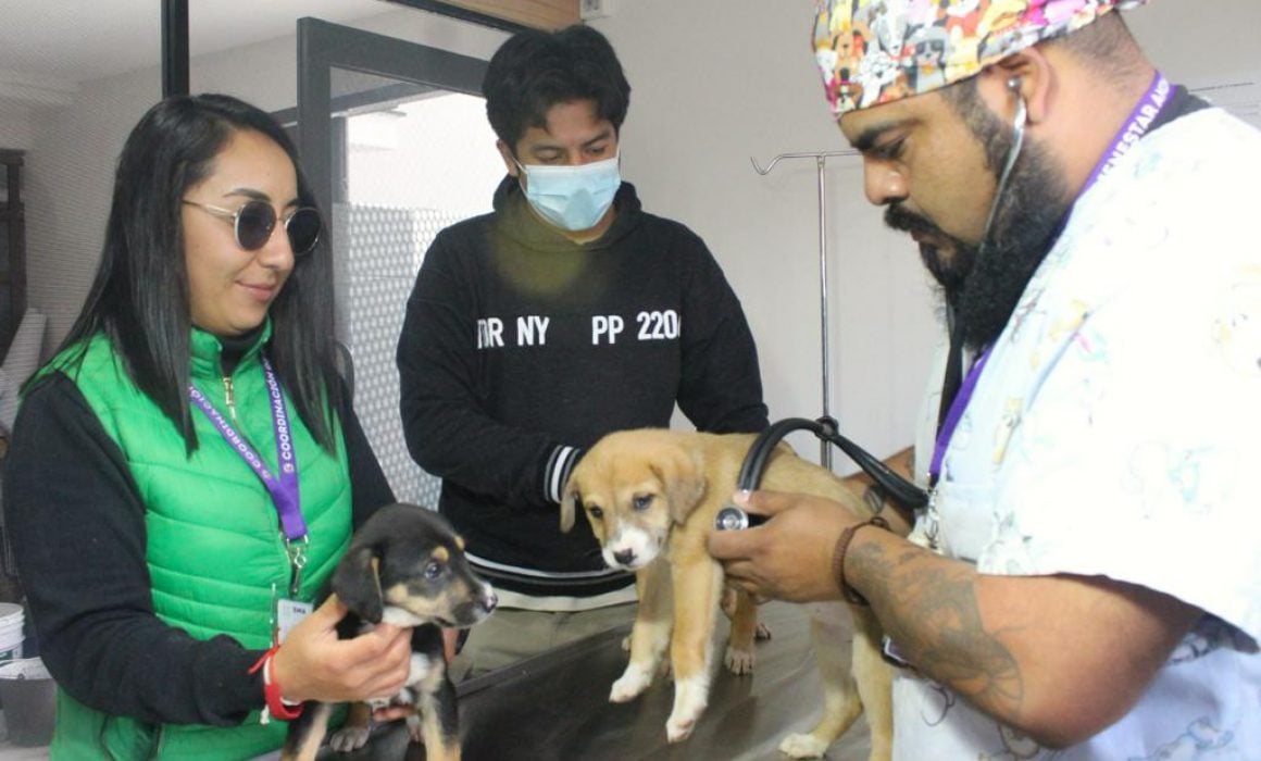 Piden a Reyes Magos evitar regalar animales de compañía
