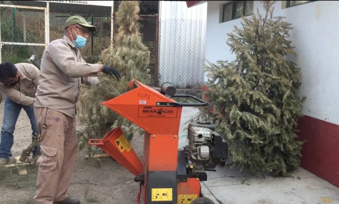 Implementa SMA campaña de acopio y reciclaje de árboles de navidad
