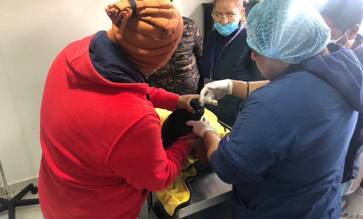 Brindará Coordinación de Bienestar Animal más servicios veterinarios