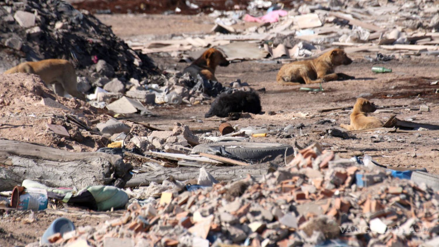 Más de 300 perros en Relleno Sanitario de Chiltepeque esperan rescate por falta de espacio adecuado