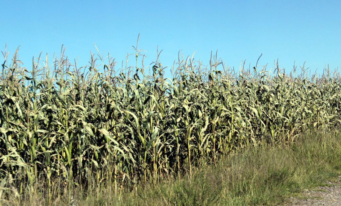 Será un gran año para el campo, las cabañuelas se están cumpliendo: SIA