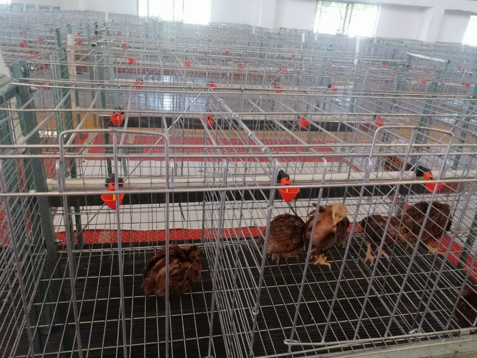 "Va por el Campo Cholulteca 2024" fortalece emprendimiento femenino: Paola Angon