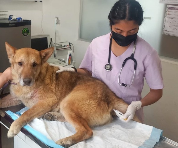 En 2023 sólo tres denuncias por maltrato animal fueron judicializadas