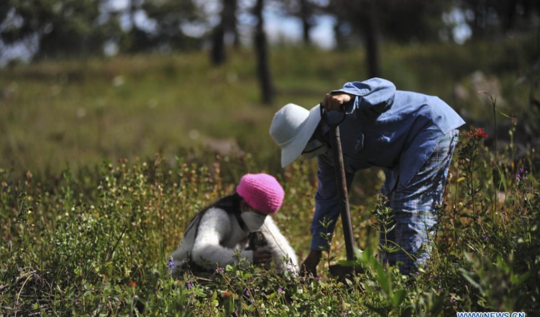 Convocan a mega campaña de reforestación este jueves en Papalotla