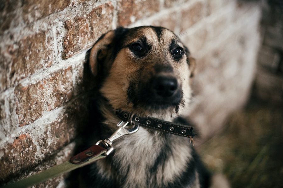 Recibió PGJE sólo 24 denuncias por maltrato animal desde 2022: OCPA