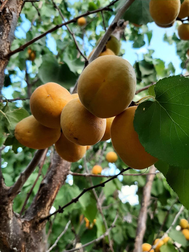 El tesoro mexicano que previene el cáncer de laringe, faringe, esófago y pulmones