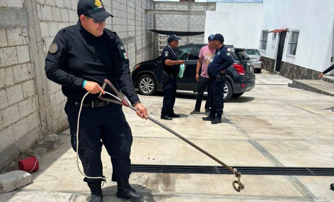 Captura PC de Huamantla una víbora de cascabel en el barrio de San Lucas
