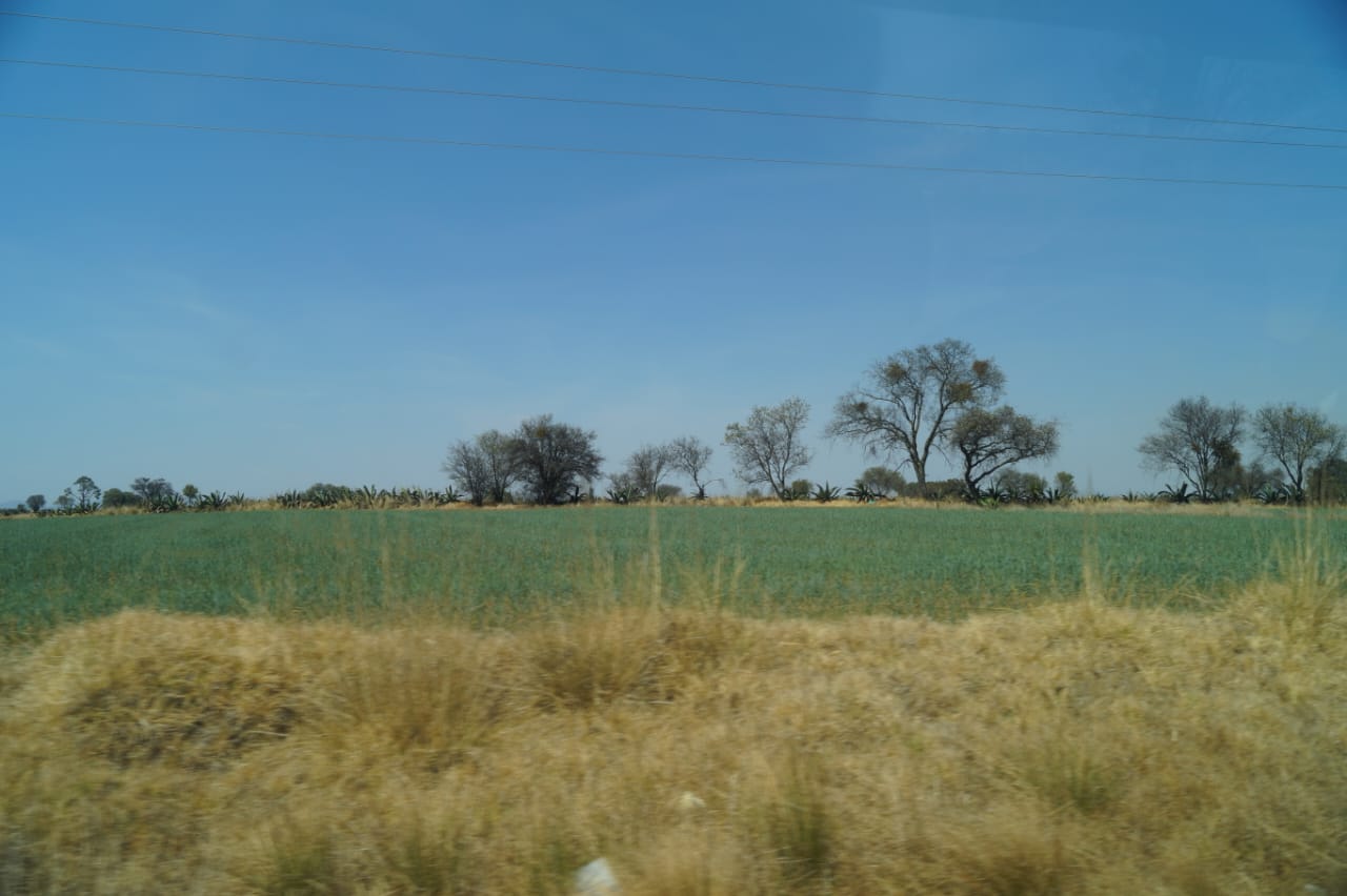 Lluvias tardías provocaron cambios en los cultivos