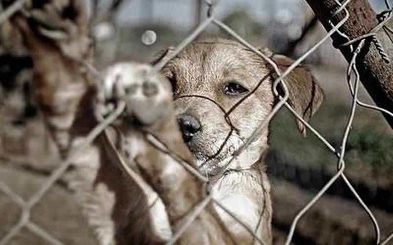 Obligados 15 Ayuntamientos a brindar información sobre maltrato animal
