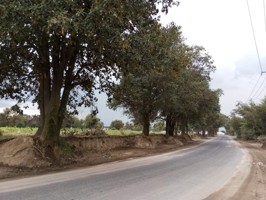 Colectivos en San Pablo del Monte exigen alto a la tala de árboles por ampliación de carretera