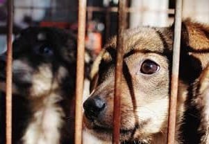 Autoridades darán luz verde a capturas y matanzas de perros en situación de calle