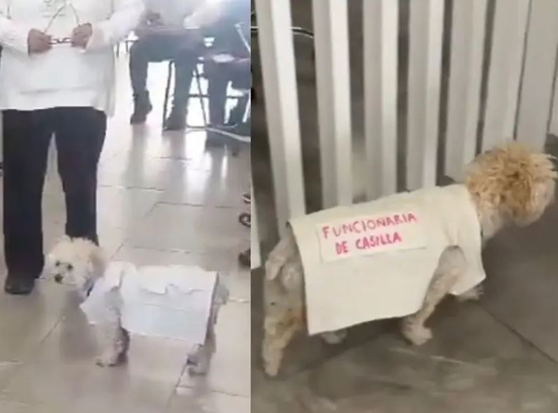 perrita funcionaria