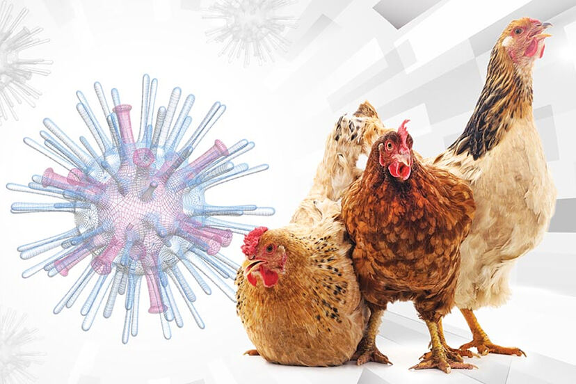 OMS confirma primer deceso por gripe aviar en México 