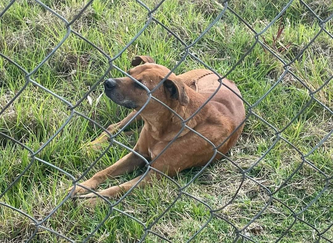 Insta OCPA a que Poder Legislativo haga cumplir reglamentos de Protección Animal a municipios 