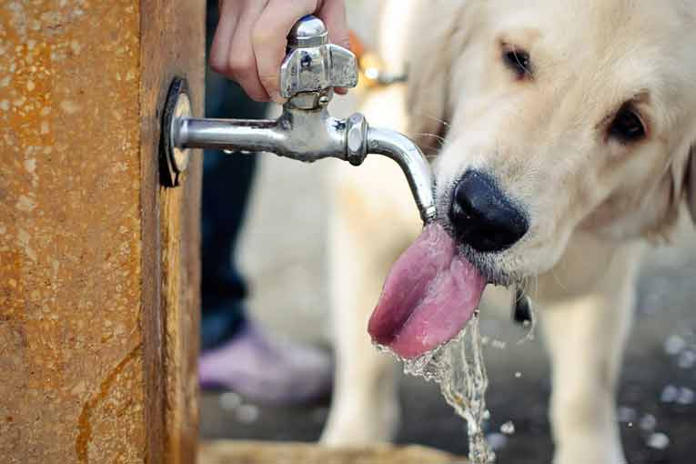 Recomendaciones para proteger a las mascotas del calor en Puebla
