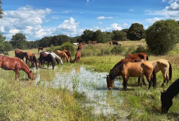 Cuacolandia seguirá cuidando de equinos de Elena Larrea