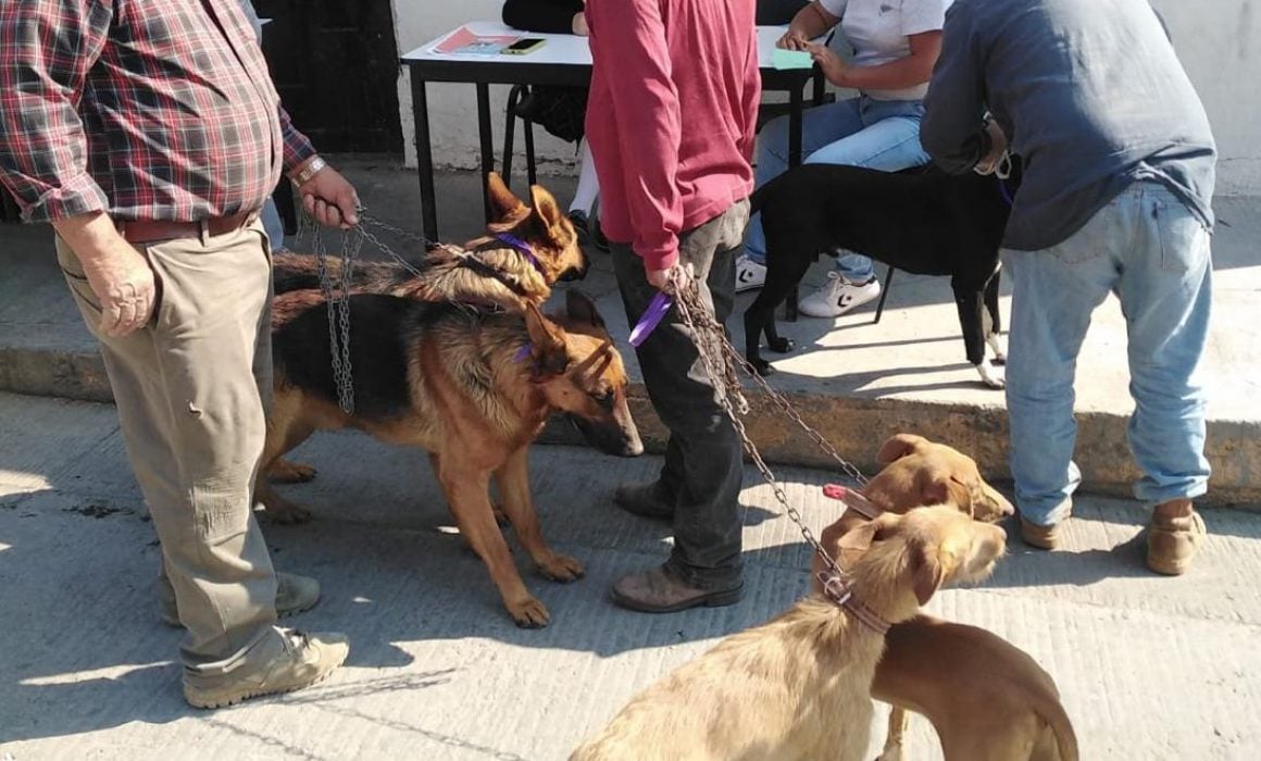 Aplica Sector salud de Tlaxcala vacunación antirrábica para perros y gato