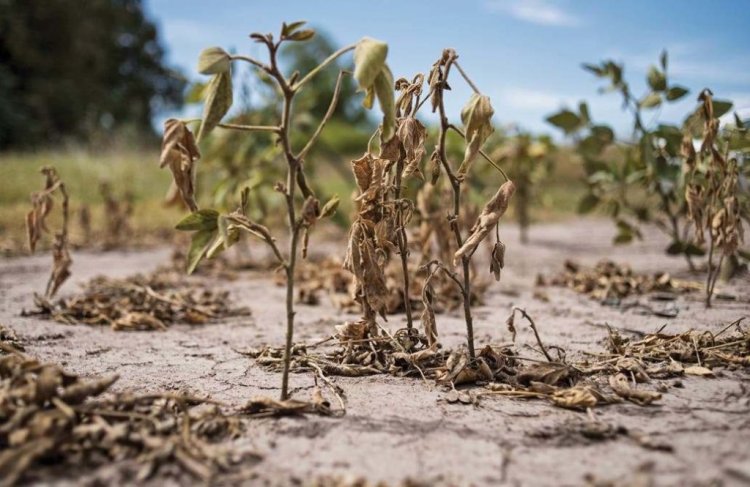 Más del 90 por ciento de productores en Tlaxcala reportaron pérdidas por sequía