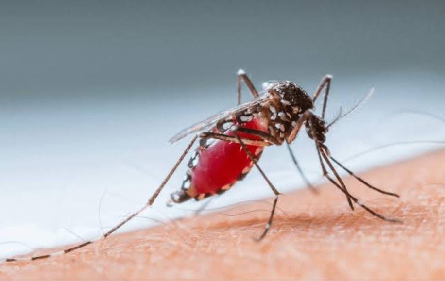 Continúa Tlaxcala libre de dengue