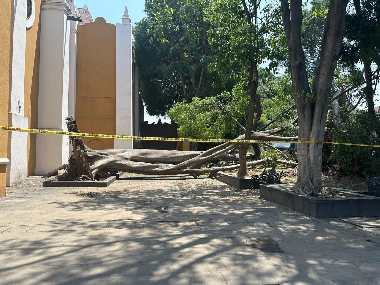 Evaluarán arbolado de la Plaza de la Libre Expresión tras colapso de ejemplar