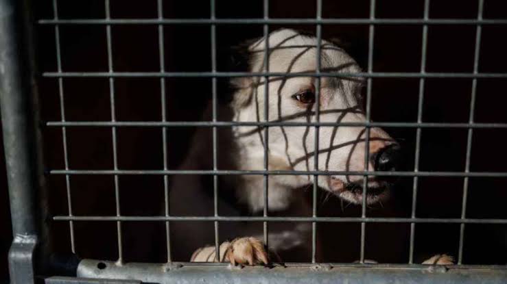 Exhiben lista de candidatos que como autoridades incumplieron con proteger a animales